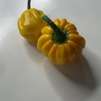 West Indian Yellow - chilifrön