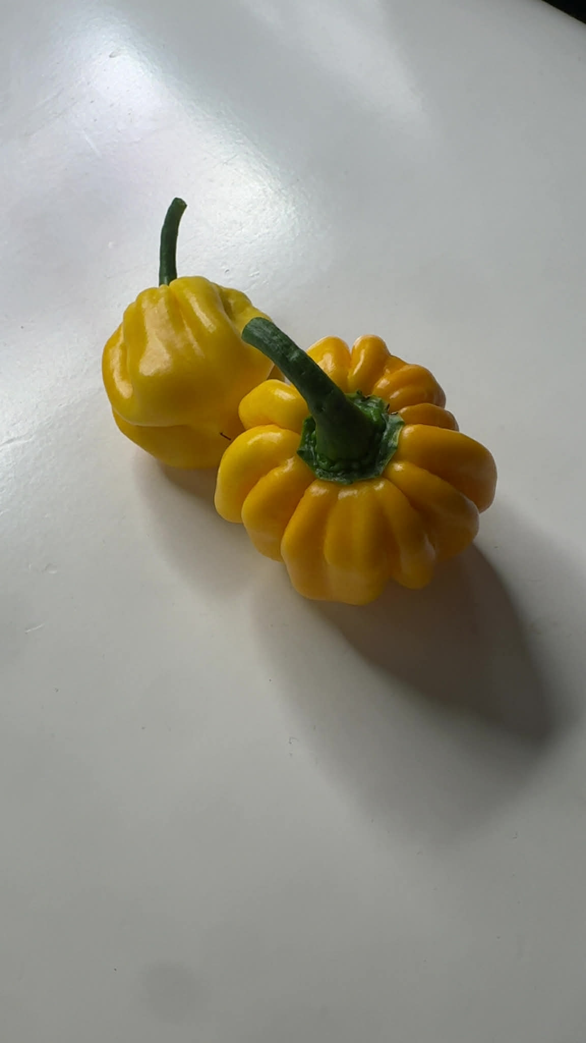 West Indian Yellow - chilifrön