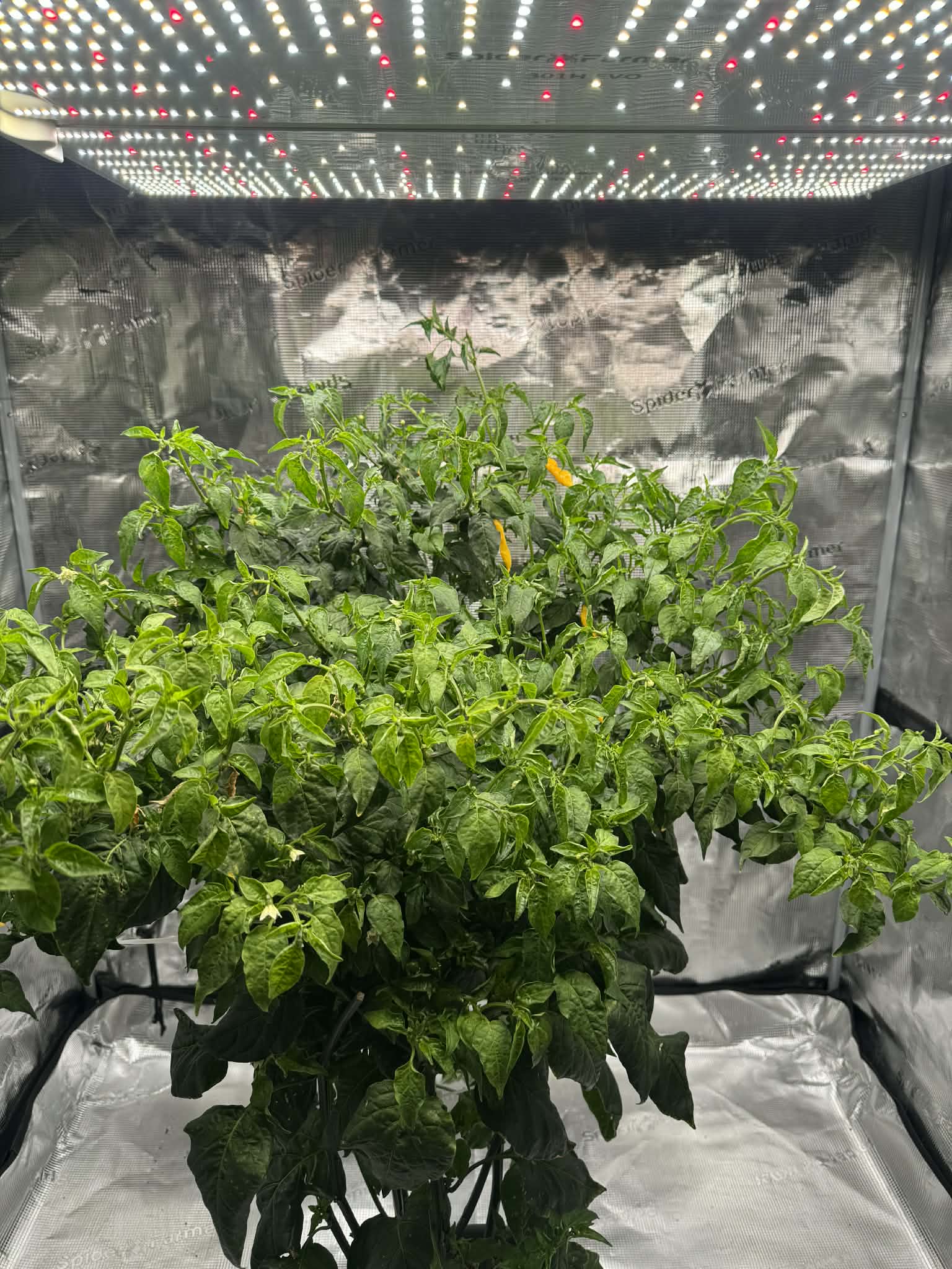 Aji Lemondrop - chilifrön - Bild 2