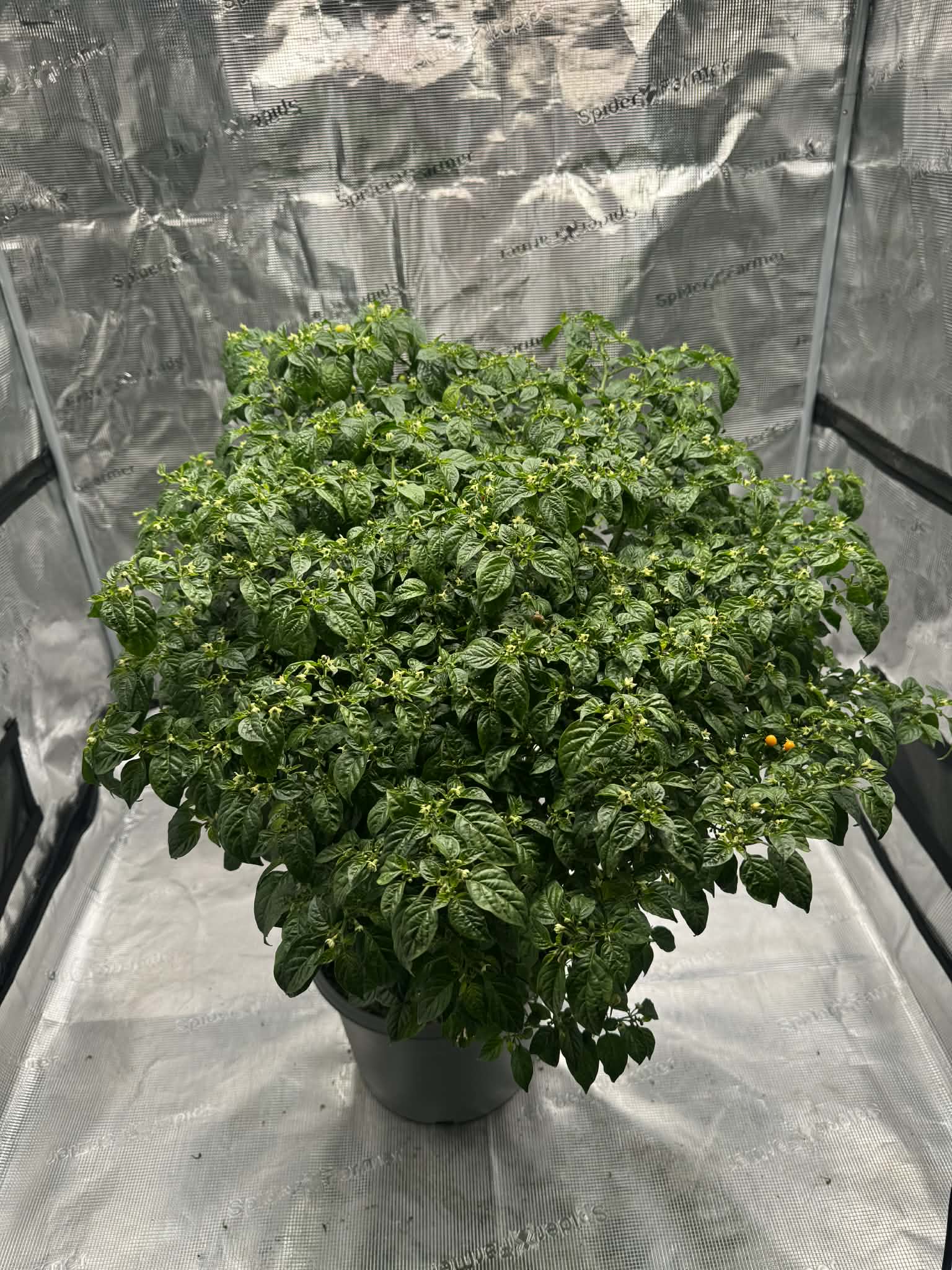 Aji Charapita - chilifrön - Bild 2